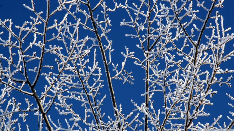 Frost-covered Tree Branches — Blue, Cold, Winter, Photograph, Sky