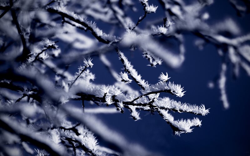Frost-covered Tree Branches — Blue, Cold, Winter, Photograph
