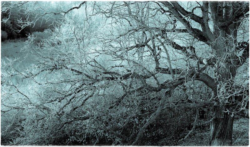 Frost-covered Tree Branches — Blue, Cold, Winter