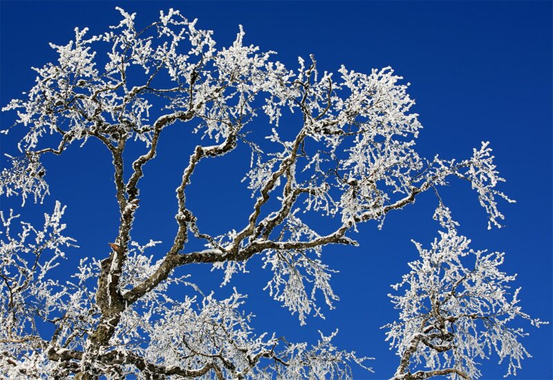 Frost-covered Tree Branches — Blue, Dramatic