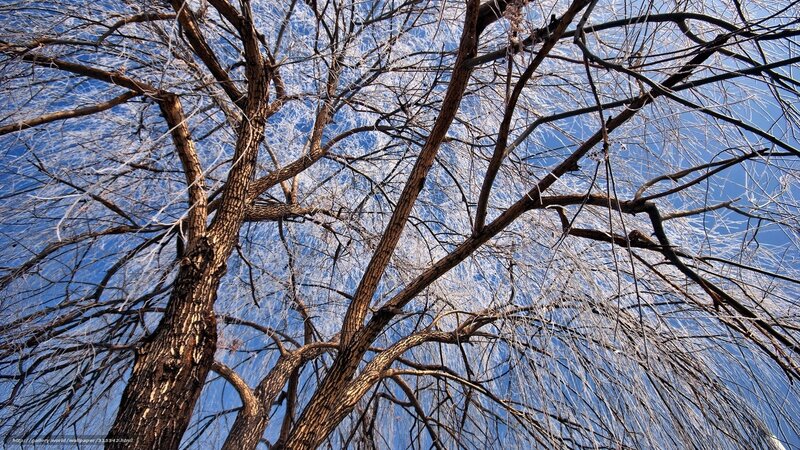 Frost-covered Tree Branches — Blue, Dramatic, Winter, Photograph, Sky