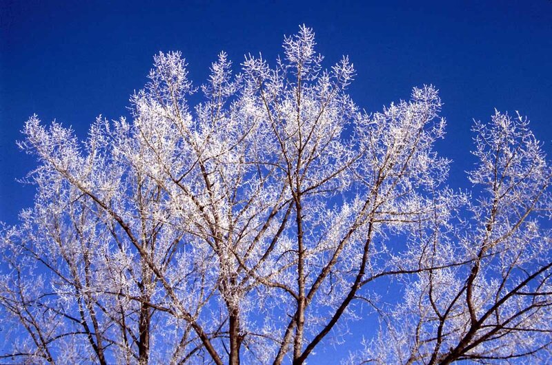 Frost-covered Tree Branches — Blue, Dramatic, Winter, Photograph, Sky, White
