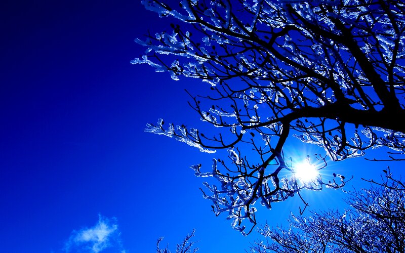 Frost-covered Tree Branches — Blue, Dramatic, Winter, Photograph