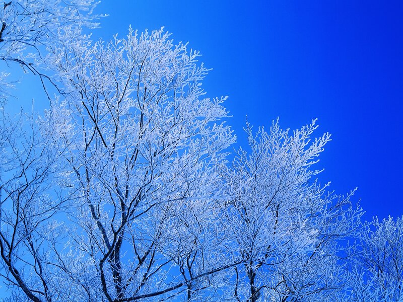 Frost-covered Tree Branches — Blue, Serene