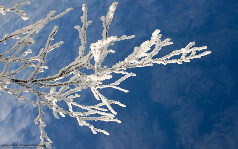 Frost-covered Tree Branches — Blue, Serene, Winter, Photograph, Sky, Snow