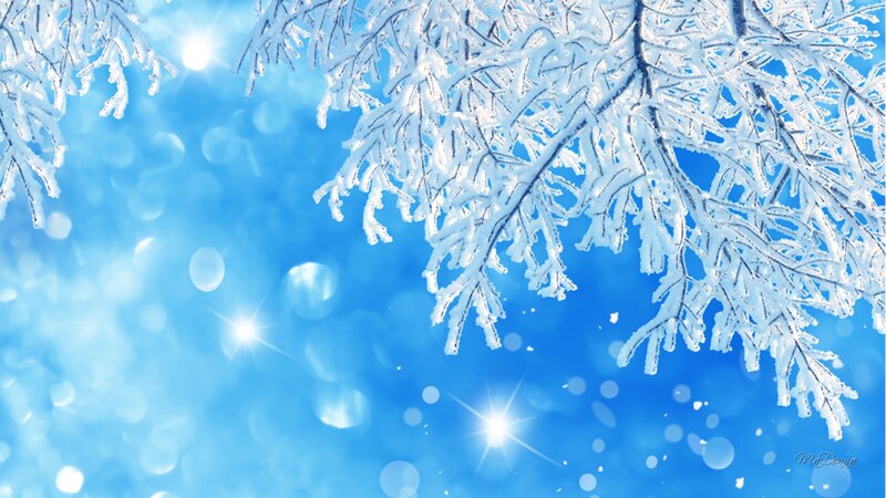 Frost-covered Tree Branches — Blue, Serene, Winter, Photograph, Snow