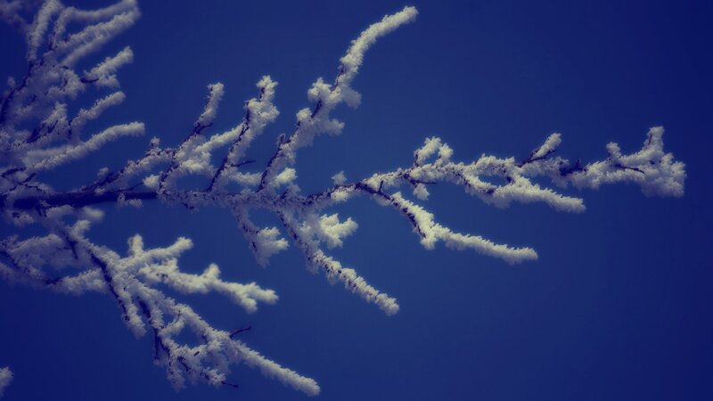 Frost-covered Tree Branches — Blue, Serene, Winter, Photograph