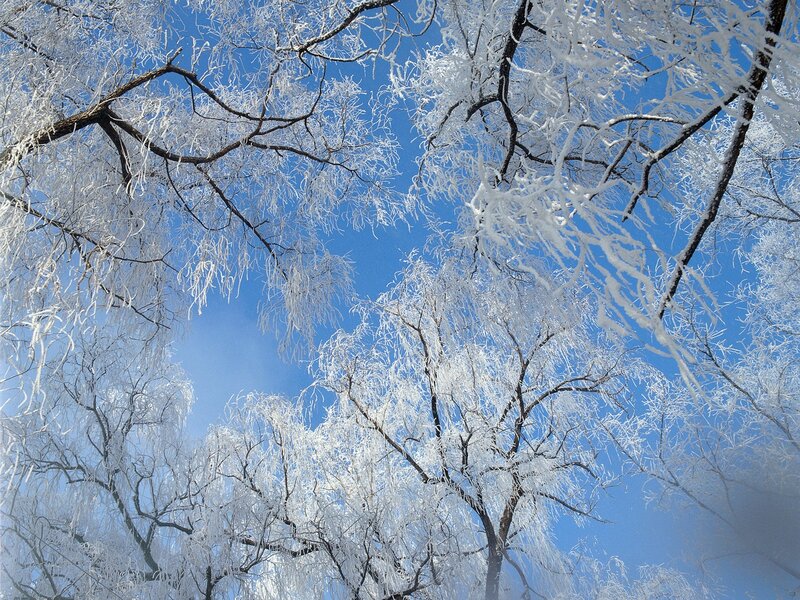 Frost-covered Tree Branches — Blue, Serene, Winter, Photograph, Trees