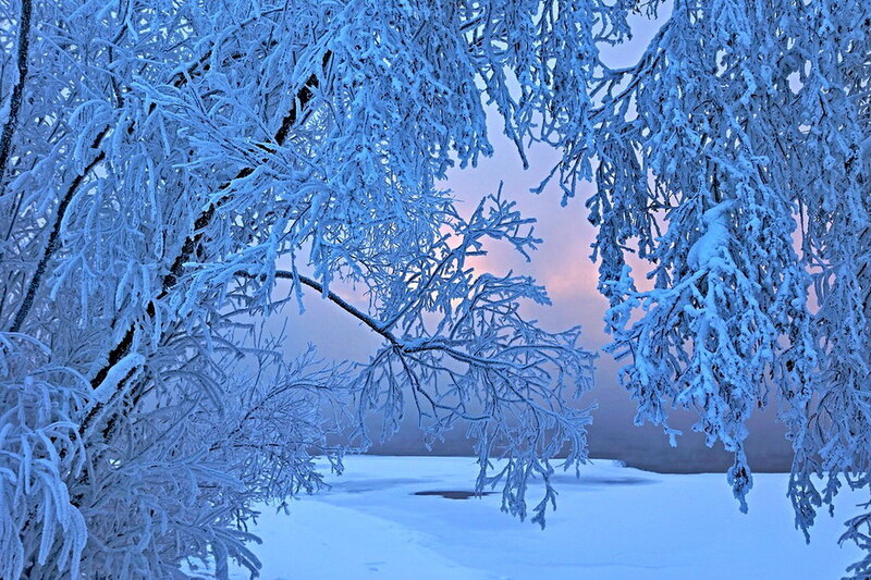 Frost-covered Tree Branches — Blue, Serene, Winter