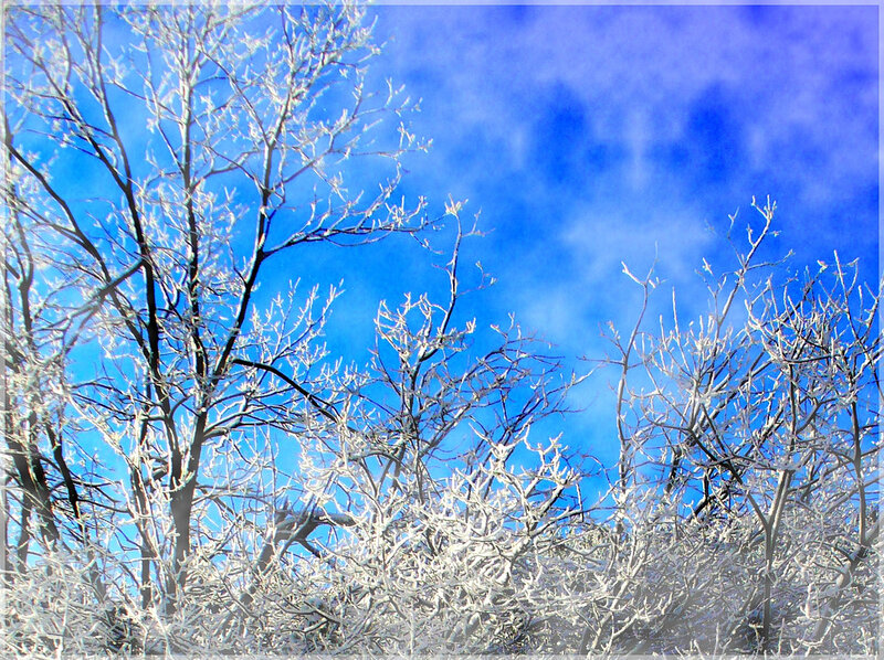 Frost-covered Tree Branches — Blue