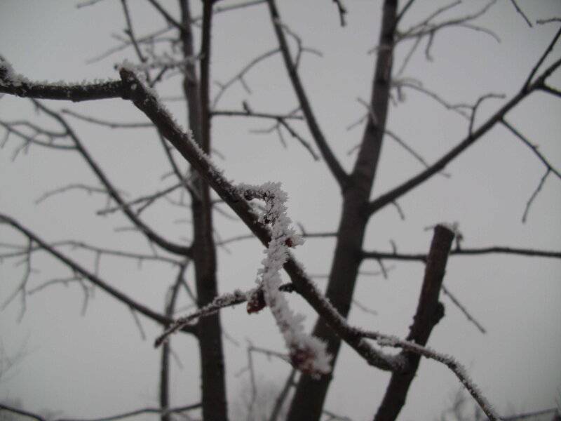Frost-covered Tree Branches — Gray