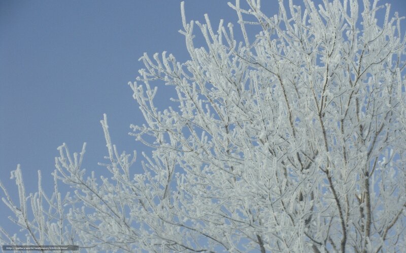 Frost-covered Tree Branches — White, Calm