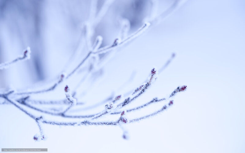 Frost-covered Tree Branches — White, Calm, Winter