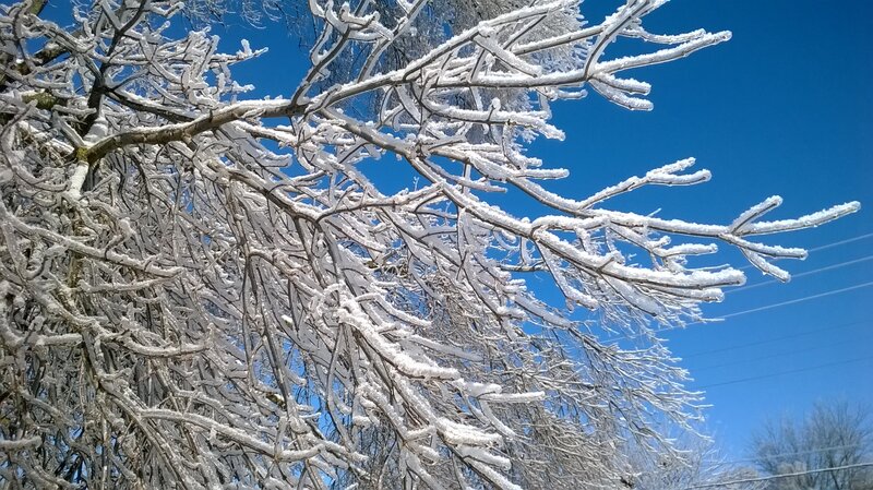 Frost-covered Tree Branches — White, Cold, Winter, Photograph, Blue Sky