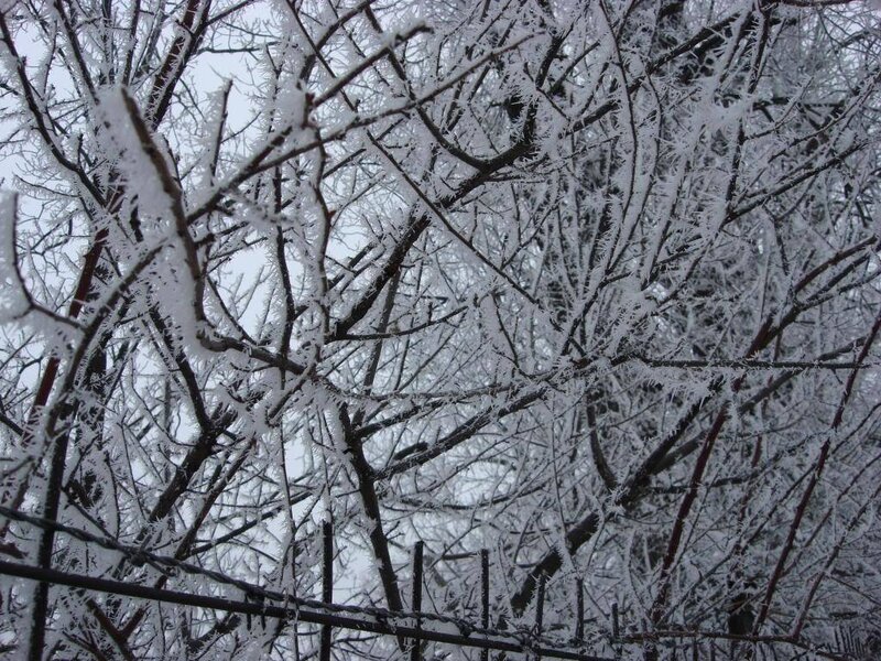 Frost-covered Tree Branches — White, Cold, Winter, Photograph, Frost, Sky, Black, Gray