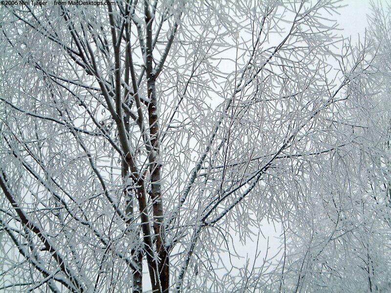 Frost-covered Tree Branches — White, Cold, Winter, Photograph, Frost, Sky, Gray