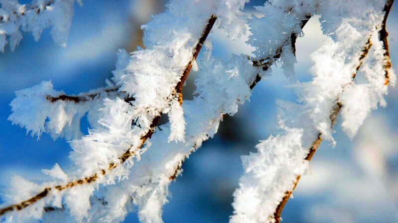 Frost-covered Tree Branches — White, Cold, Winter, Photograph, Frost, Sky