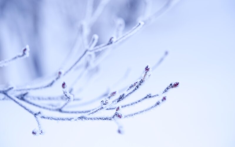 Frost-covered Tree Branches — White, Cold, Winter, Photograph, Frost, Snow