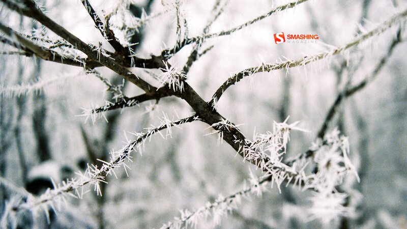 Frost-covered Tree Branches — White, Cold, Winter, Photograph, Frost