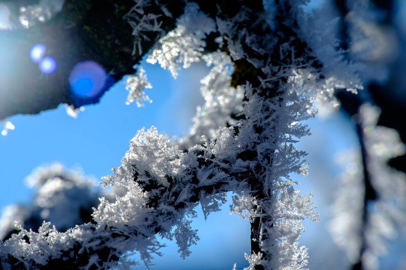 Frost-covered Tree Branches — White, Cold, Winter, Photograph, Sky