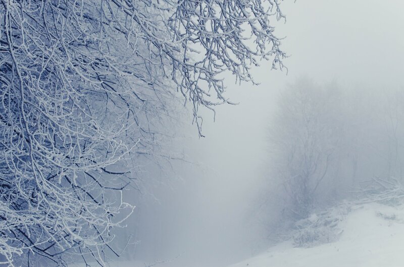 Frost-covered Tree Branches — White, Cold, Winter, Photograph, Snow, Fog