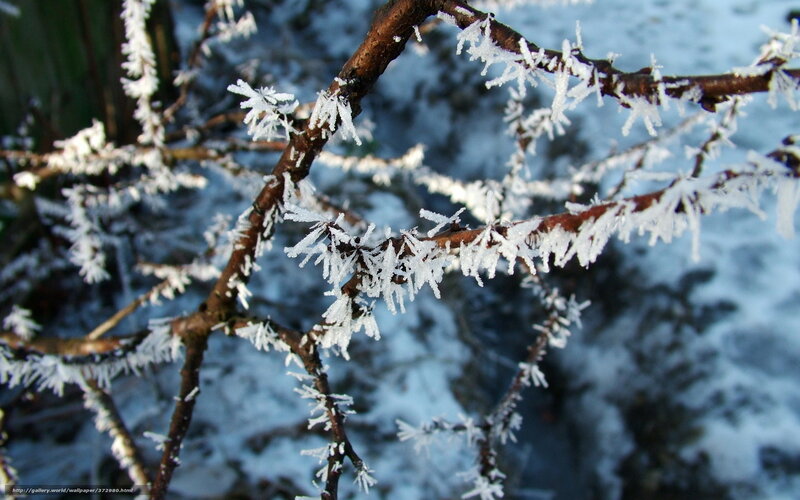 Frost-covered Tree Branches — White, Cold, Winter, Photograph, Snow, Frost