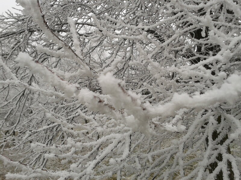 Frost-covered Tree Branches — White, Cold, Winter, Photograph, Snow