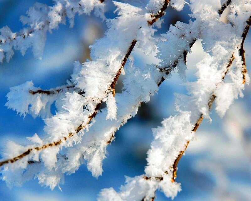 Frost-covered Tree Branches — White, Cold, Winter, Photograph