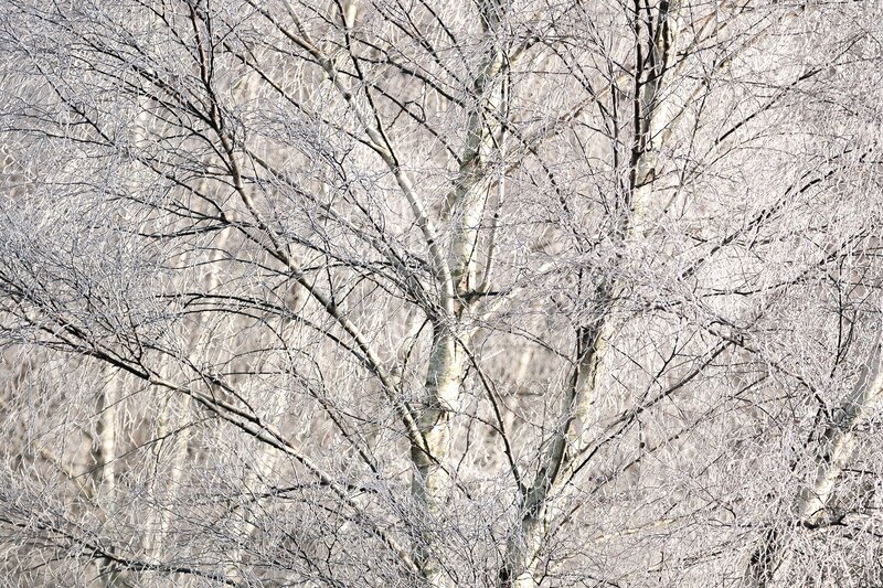 Frost-covered Tree Branches — White, Cold, Winter, Photograph, Trees