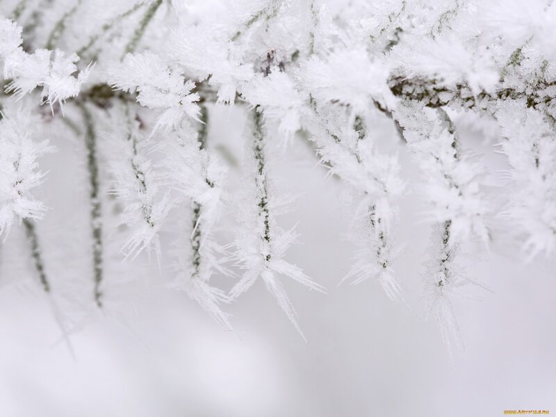 Frost-covered Tree Branches — White, Cold, Winter