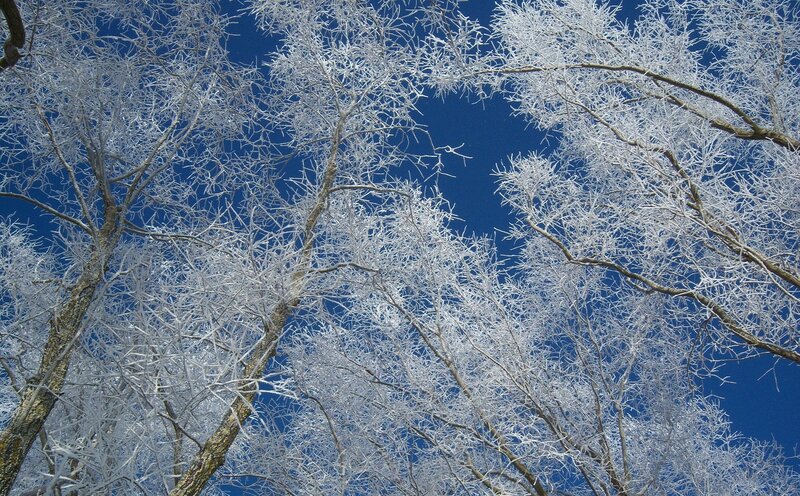 Frost-covered Tree Branches — White, Serene