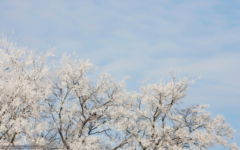 Frost-covered Tree Branches — White, Serene, Winter, Photograph