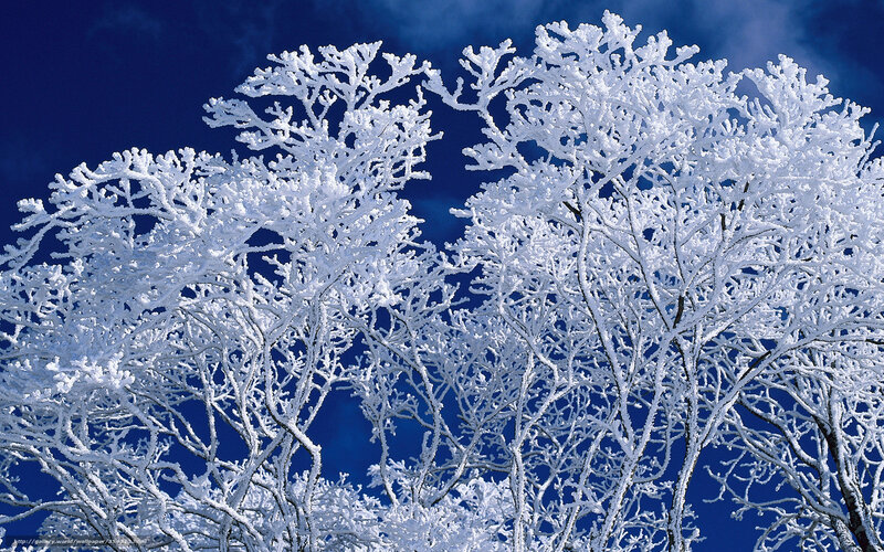 Frost-covered Tree Branches — White, Serene, Winter