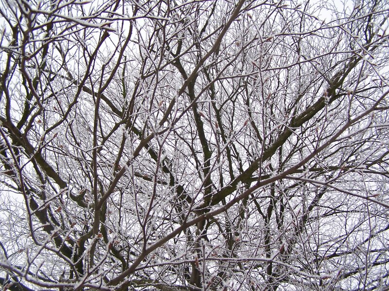 Frost-covered Tree Branches — White