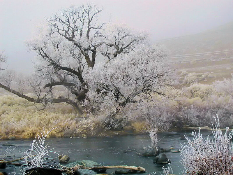 Frost-covered tree by a river