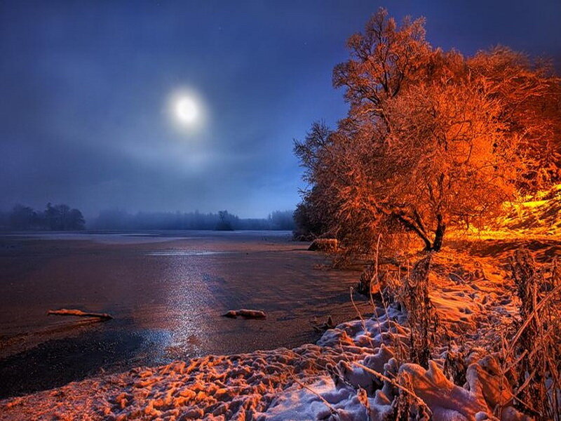 Frost-covered Tree by Lake