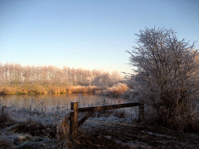 Frost-covered Tree by Pond