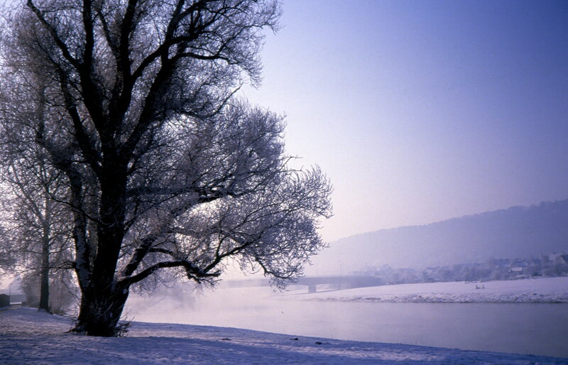 Frost-covered Tree by River — Blue, Cold
