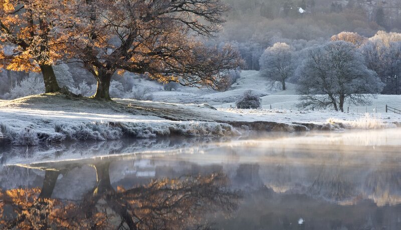 Frost-covered Tree by River — Brown
