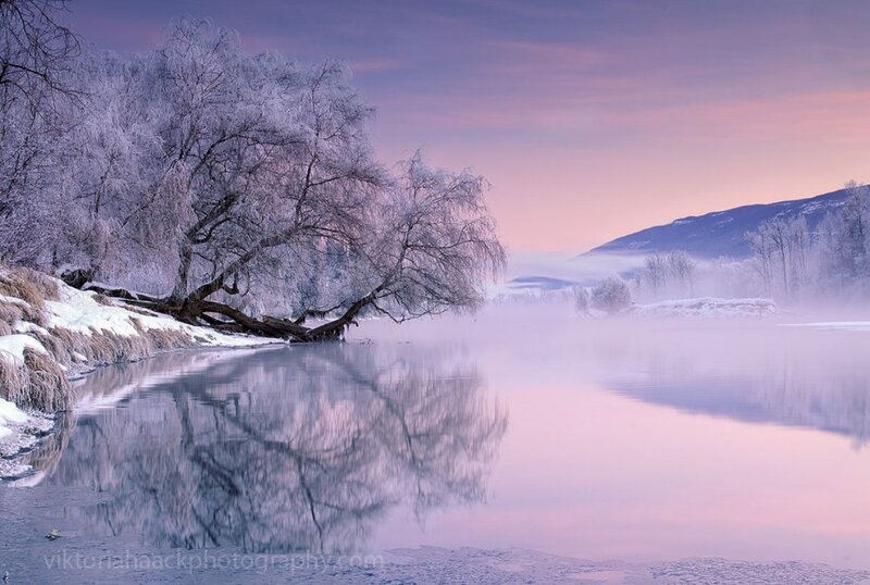 Frost-covered Tree by River — Purple, Serene