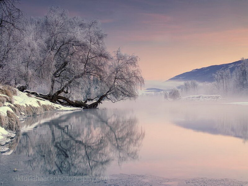 Frost-covered Tree by River — Purple