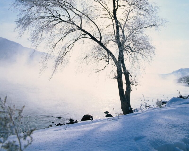 Frost-covered Tree by River