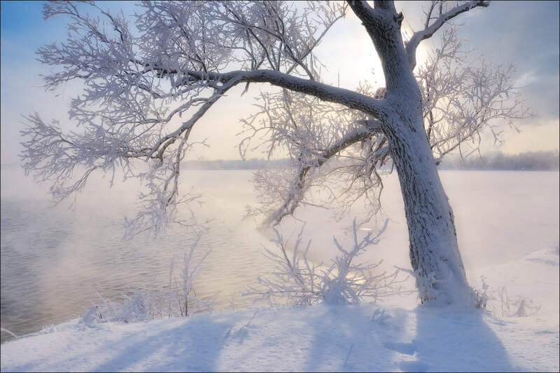 Frost-covered Tree by River — White