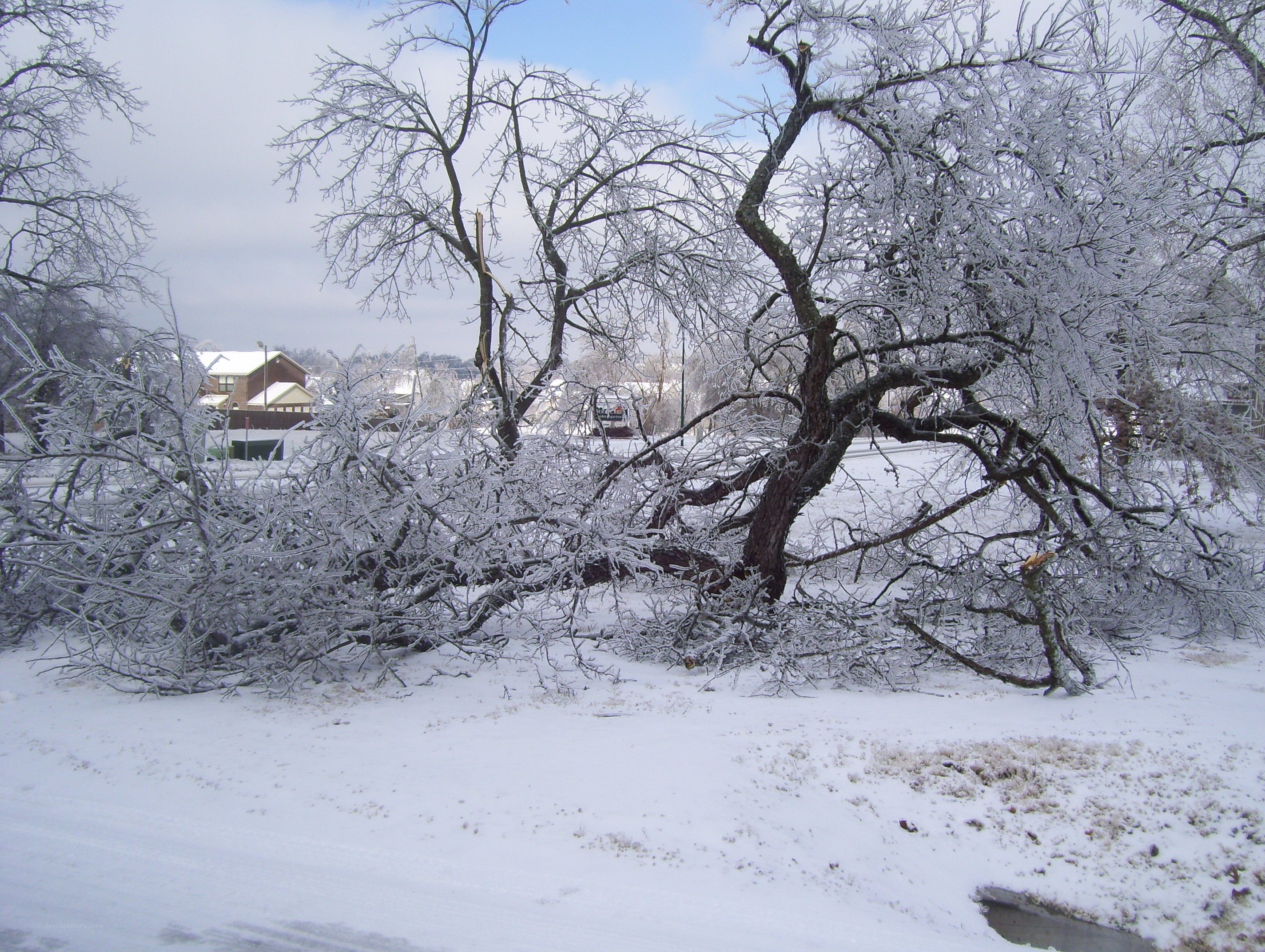 Frost-covered tree fallen in snow