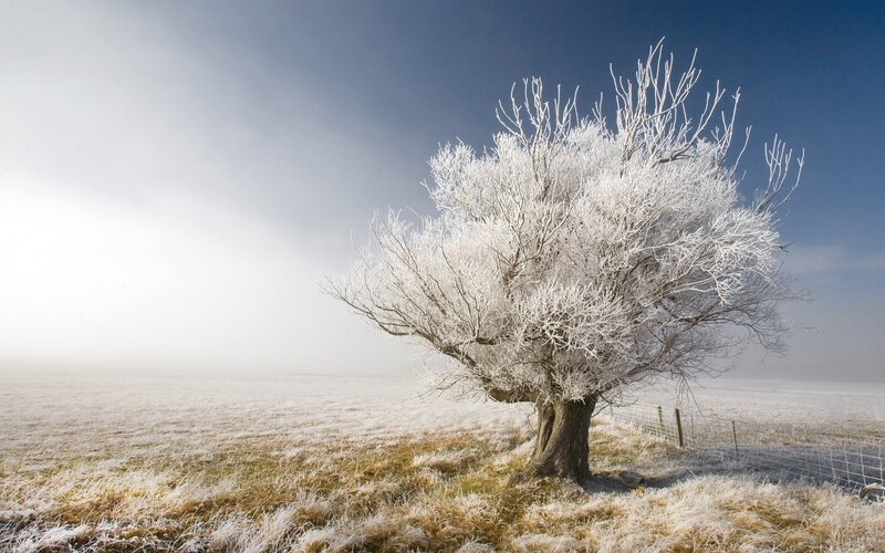 Frost-covered Tree — Field