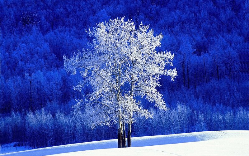 Frost-covered Tree — Forest