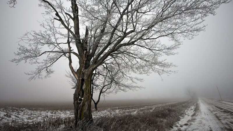 Frost-covered Tree — Gray, Dreary