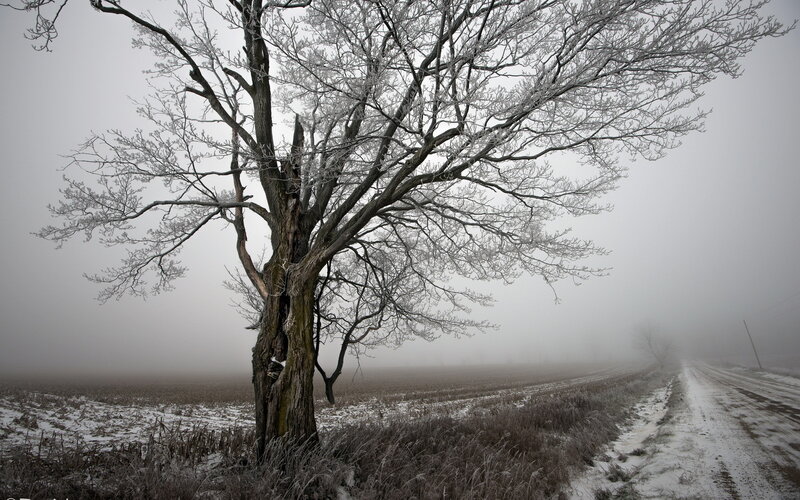 Frost-covered Tree — Gray