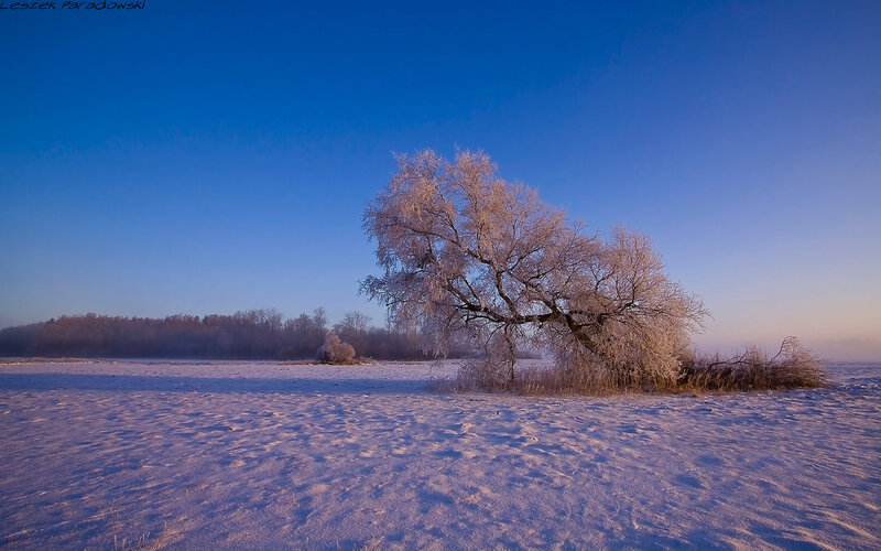 Frost-covered Tree in Field — Blue, Serene