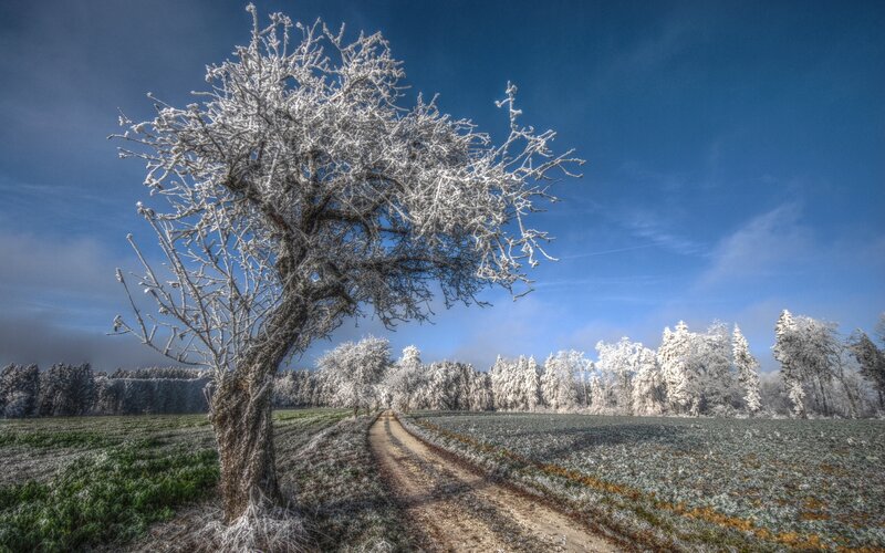 Frost-covered Tree in Field — Blue, Serene, Winter, Photograph, Path